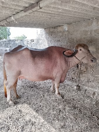 ભુરી ભેશ