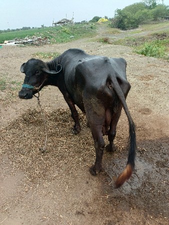 ભેંસ