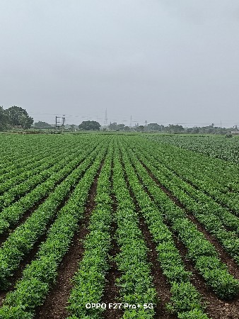 ઓરા ની મગફળી વેચવાની છે