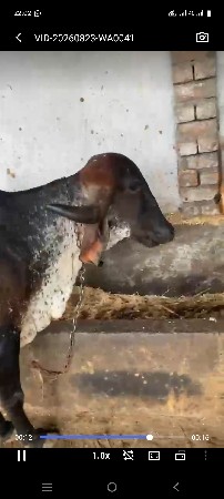 3 મહિના ની ગાભણ છે