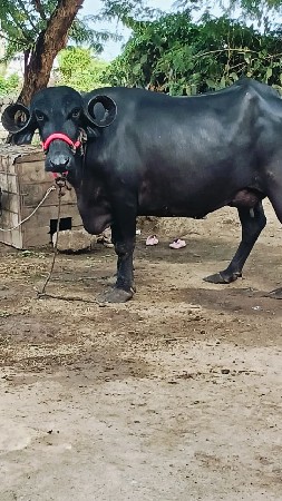 બીજુ  વેતર ખડાય વેચવાની છે