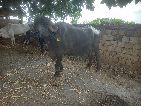 ખળેલી વેચવાની છે
