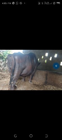 4વેતર વયાહે