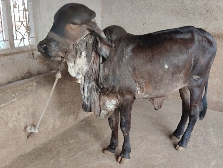 ગીર વોડકી વેચવાની છે.