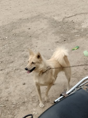 ફિમેલ આપવાની છે