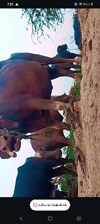 6353218274આ નબર પર ફોન કરવો