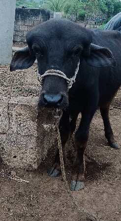પાડો વૅચવાનો છે