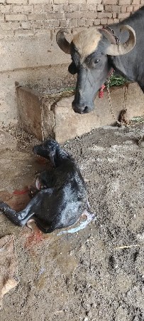 ભેંશ વેસવાની છે