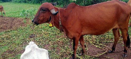 આ ચારેય ગાયુ વેચવાની છે