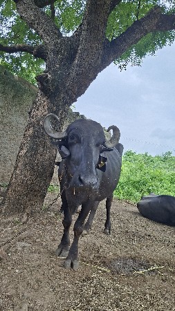 ભેંસ વેચવાની છે