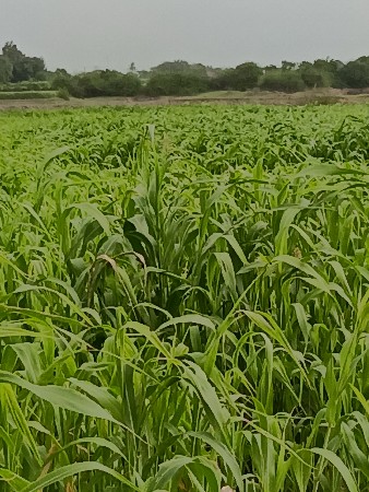 જુવાર લીલી