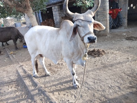 ગાય વેચવાની છે