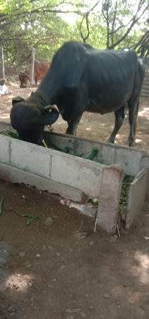 આ બે ભેસો વેચવાની છે
