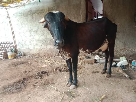 ગાય વેસવાની સે વિયા લ સે