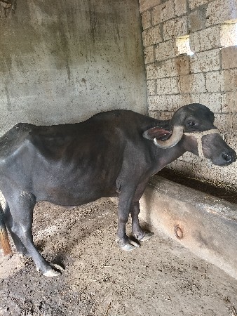 ખડેલી વેચવાની છે