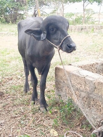 પાડો વેસવાનો છે