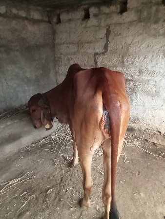 ગાય વેચવાની છે