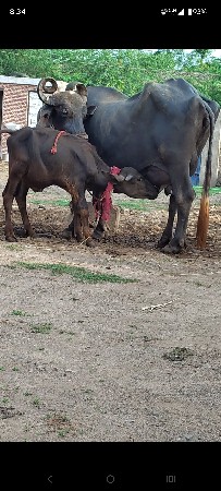 ભેંશ વેચવાની છે