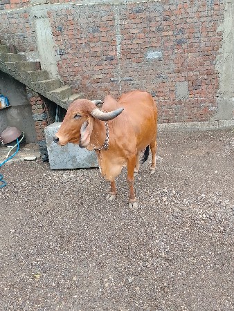 વેચવાની