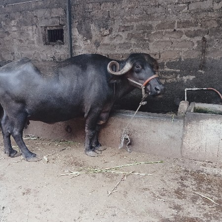 આ ભેંસ વેચવાની છે