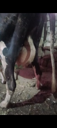 પેલું વેતર