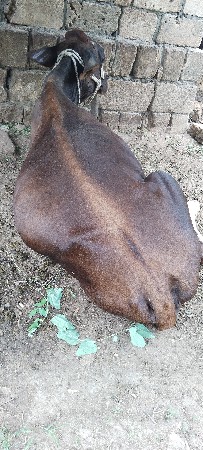 HF ખડેલી