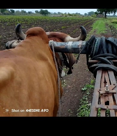 ગોઢલો વેચવા નો છે