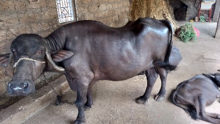 ભેંસ વેસવાની