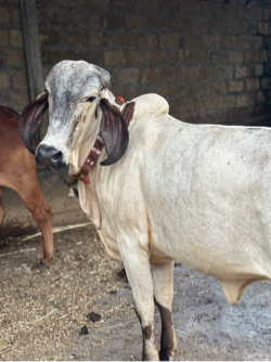 લીલડી વાછડી