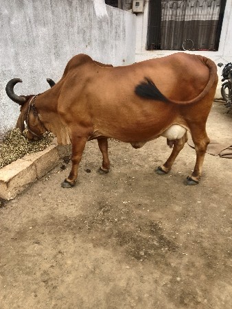 વેસવાનિસે