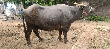 ભેંસ વેચવાની છે
