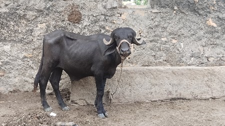 પાડો વેચવાનો છે