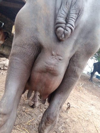 ભેંસ વેચવાની છે