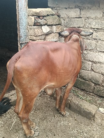 દેશી ઓડકી વેચવાની છે.