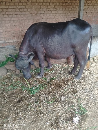 આ ભેંસ વેચવાની છે