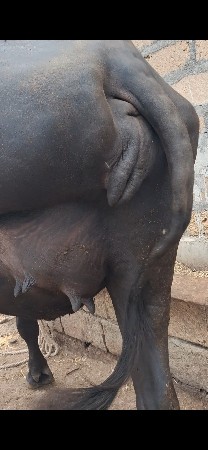 વેસવની