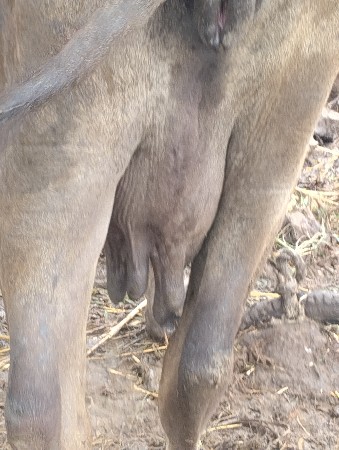 ભેસ ત્રીજુ વેતર