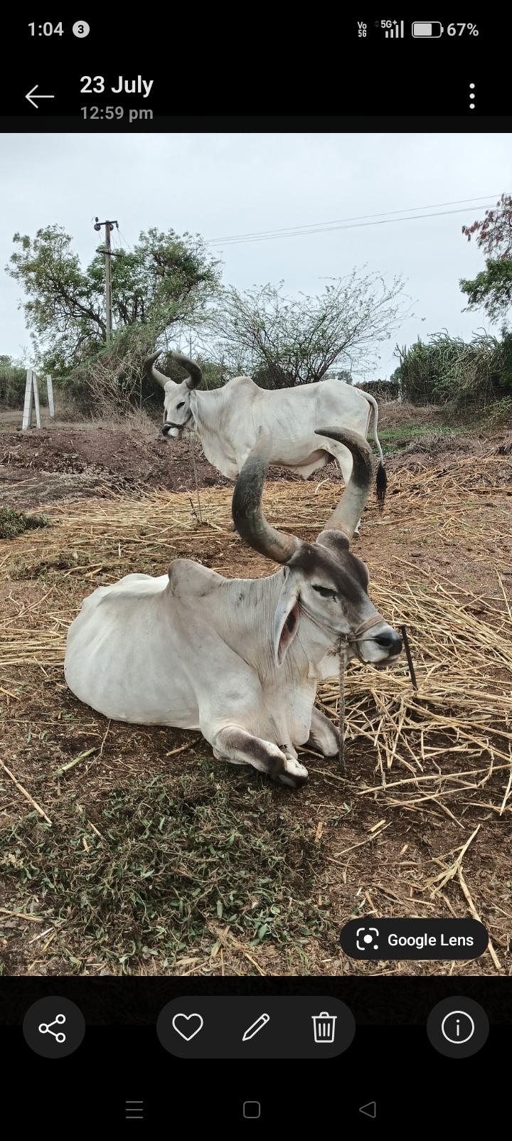 Feat and fine oxen