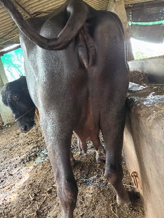 3VTR. VYASA