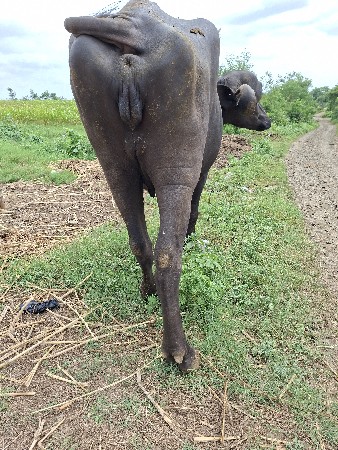 ખડેલિ વેસવાનિ સે. પેલુ વેતર