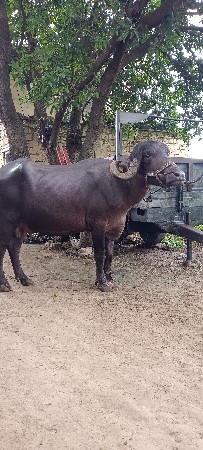 ભેંસ વેચવાની છે
