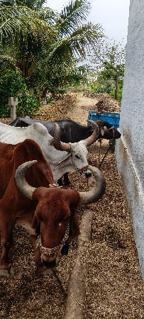 બળદ વેચવાના છે