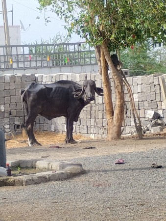 ભેસ ના સાટા ગીર ગાય લેવી છે