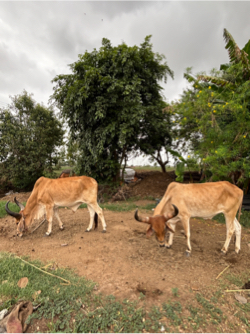 હરુ ભા ગઢવી