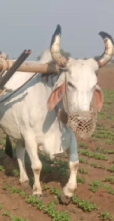 બળદ વેચવાનો છે.