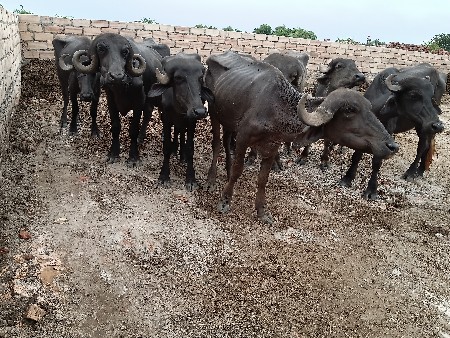 આઠ ખડેલા વેચવા ના છે
