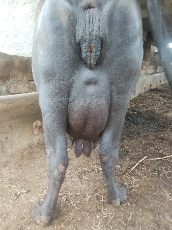 ભેંસ વેચવાની છે