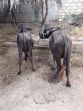 એક દોઢ વર્ષની એક બે વર્ષની