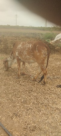 બે વરસની હોડકી છે ગીર