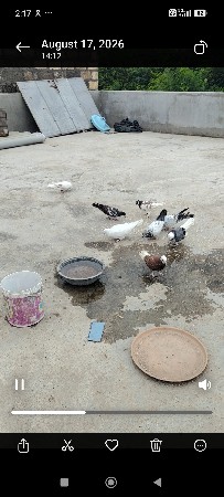 કબૂતર વેચવાના છે